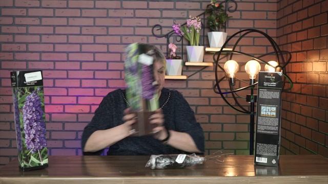 Почему гибнет Буддлея ✔️ Как выбрать саженцы Буддлеи смотреть онлайн
