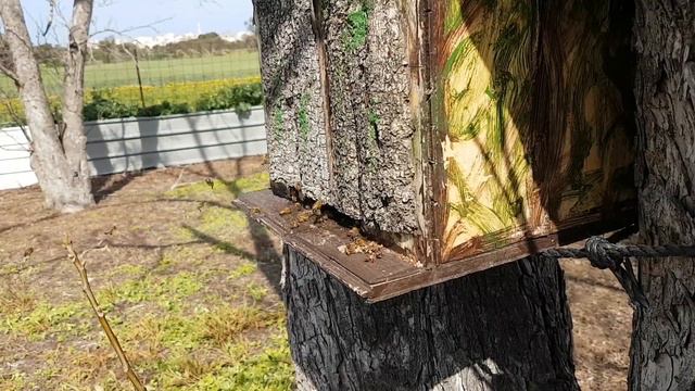 март 2017 ещё 2 роя зашло и ждут пересиления смотреть онлайн