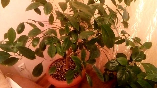 КАЛАМОНДИН - Опадают листья !!! смотреть онлайн