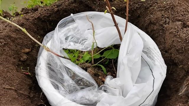 КАК СОХРАНИТЬ растения в прикопе? ГОРТЕНЗИИ, ФУКСИИ, РОЗЫ, клубнику смотреть онлайн