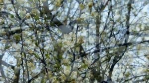 Футаж Весна. Весенние Футажи. Весна пришла! Футажи для видеомонтажа. Тема Весна. Видеофутажи