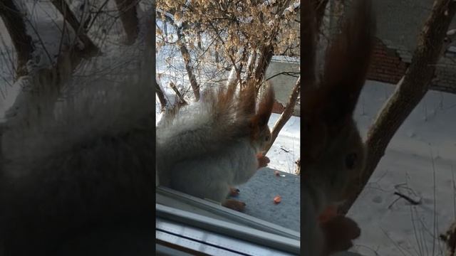 Как Белки Добираются до подоконника#животные #animals#белка#squirrel#зима смотреть онлайн