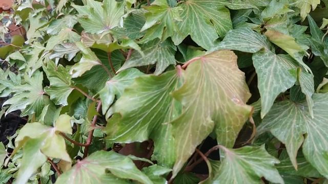 Плющ звичайний Hedera Helix 