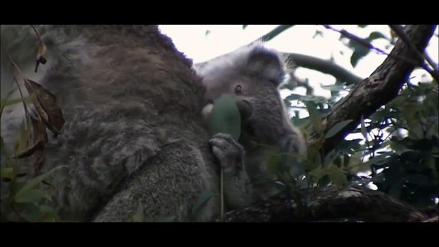 Koala Infancy ~ Australian Koalas смотреть онлайн