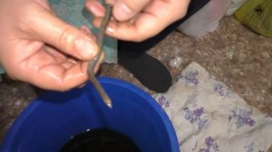 Чистим металл от ржавчины лимонной кислотой | Чайники в Деревне