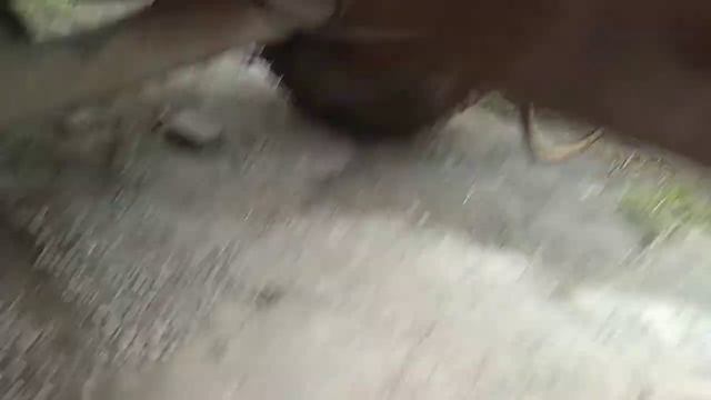 Принцип работы тормозов прицепа 2 ПТС 6 в составе МТЗ 50 смотреть онлайн