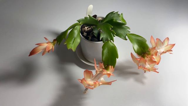 Schlumbergera hybrid - ‘Colibri Adriana’ смотреть онлайн