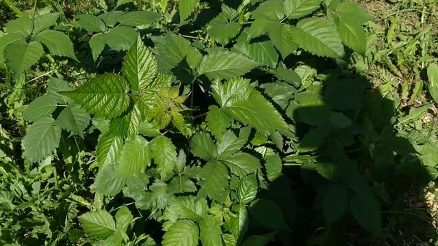 Молодые посадки ежевики. Подмосковье. Не большой обзор сортов и их развитие. год от посадки. смотреть онлайн