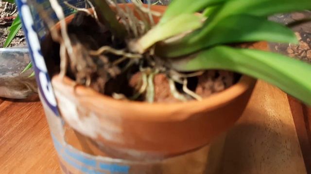 #Толумния уход и содержание в жарком климате #Tolumnia #орхидеи #orchid смотреть онлайн