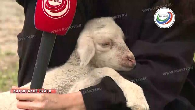 Многодетная овца смотреть онлайн