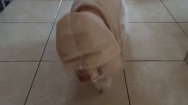 Берегитесь непредсказуемый пёс unberechenbarer Hund смотреть онлайн