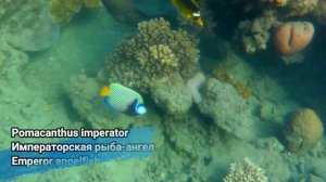 Рыбы Красного моря с названиями, часть 1