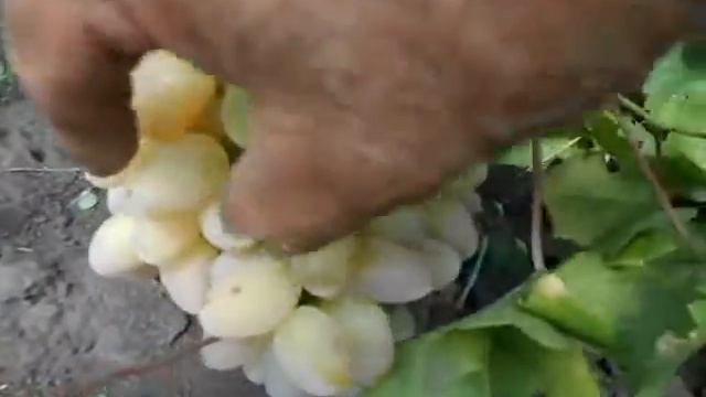 Сорт винограда Юбилей Новочеркасска. смотреть онлайн