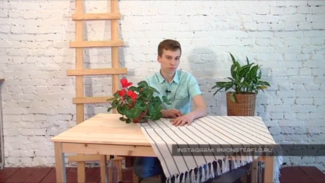 ЦИКЛАМЕН комнатное цветущее растение. БотаникLIVE. смотреть онлайн