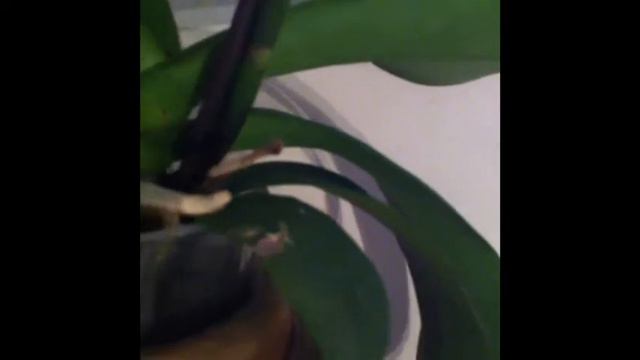 close ups | phalaenopsis + cymbidium orchids смотреть онлайн