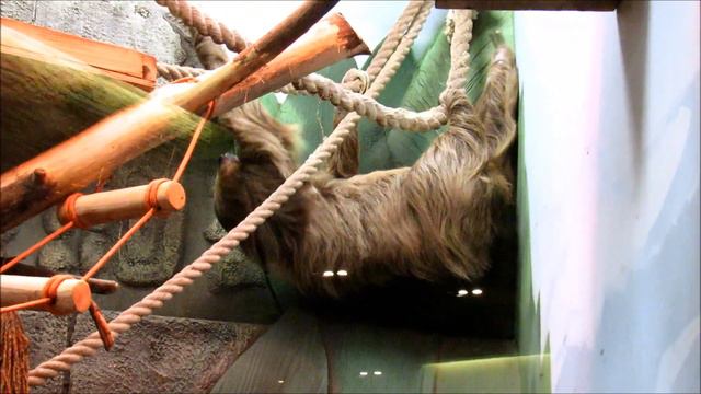 Ленивцы в вольере игрунок жоффруа. 17.12.20 г. смотреть онлайн
