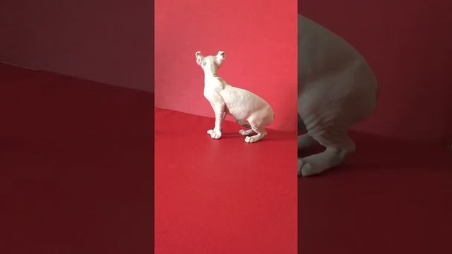 эльф кошка 21 августа 2016 г. смотреть онлайн