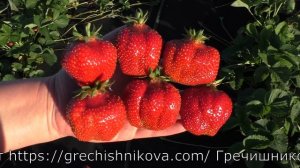 ВИМА КСИМА десертного вкуса позднеспелый сорт клубники