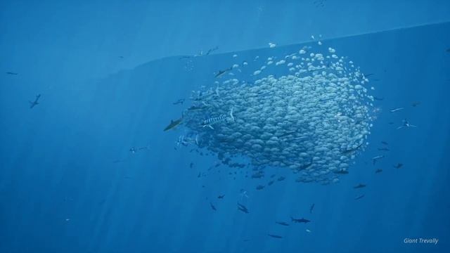 Your VIRTUAL AQUARIUM ? Relaxing Music (SLEEP | STUDY | FOCUS) смотреть онлайн