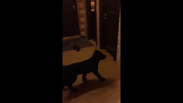 Собака боится отражения в зеркале смотреть онлайн