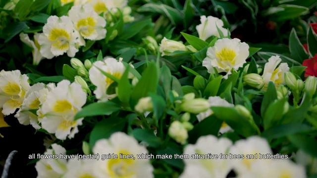 Royal Van Zanten product video: Colorita® (European Version) смотреть онлайн