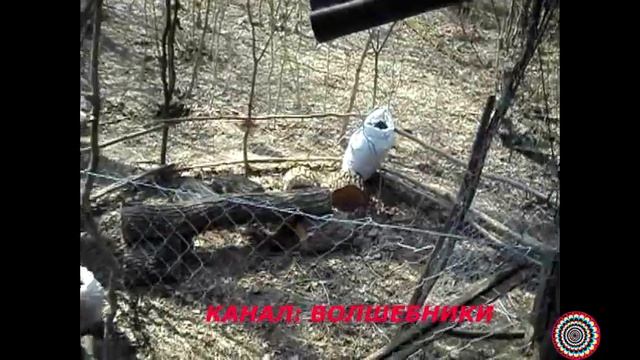 СУПЕР НАВЕС и КОЗЁЛ смотреть онлайн