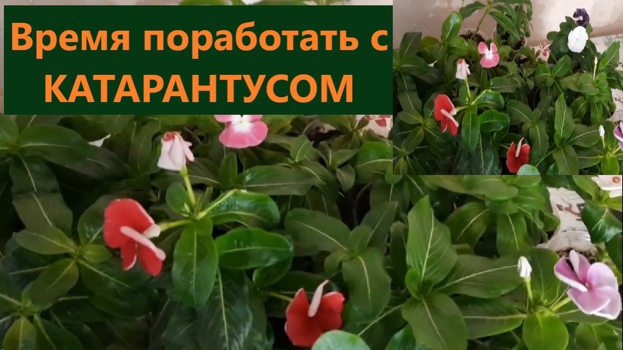 Катарантус снятие черенков и перевалка в больший объем. Состояние рассады из семян. смотреть онлайн