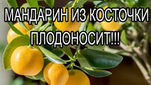 Мандарин из косточки плодоносит. Домашний мандарин.mp4