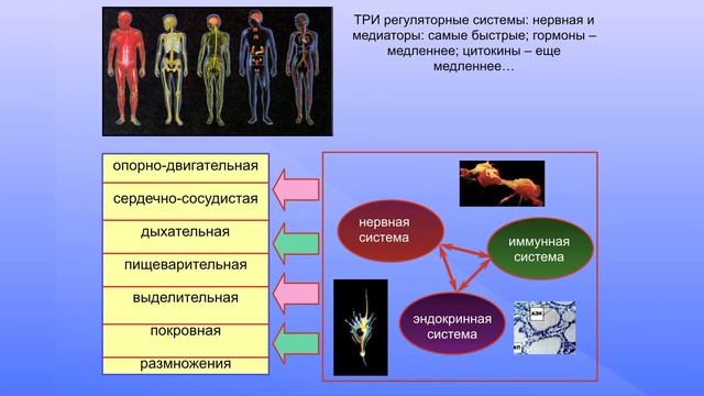 Дубынин В.А. Мозг и стресс смотреть онлайн