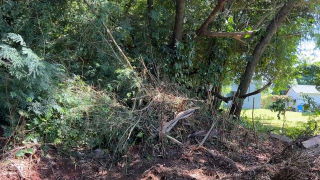 MEU SEGREDO DE PLANTAS PERFEITAS. OLHEM ISSO. - Ateliê Florescer смотреть онлайн