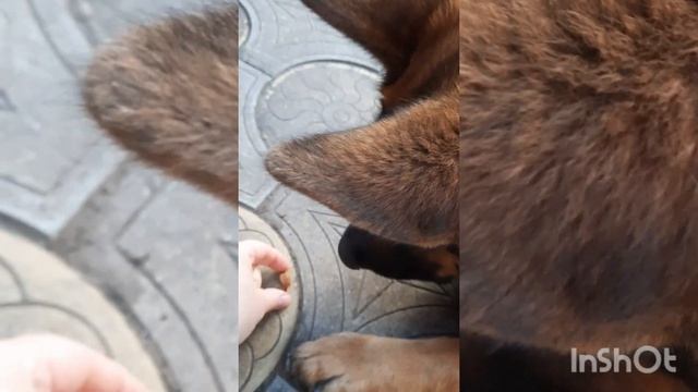 Овчарка в доме. Знакомтесь - наша Линда?