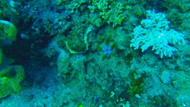 Tauchen in Padang Bai / Diving in Padang Bai / Bali - Absolute Scuba смотреть онлайн