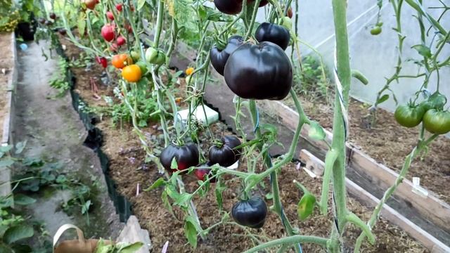 Сорт томата Аметистовое сердце ?❤️?. смотреть онлайн