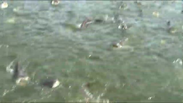 тайланд- огромные сомы смотреть онлайн