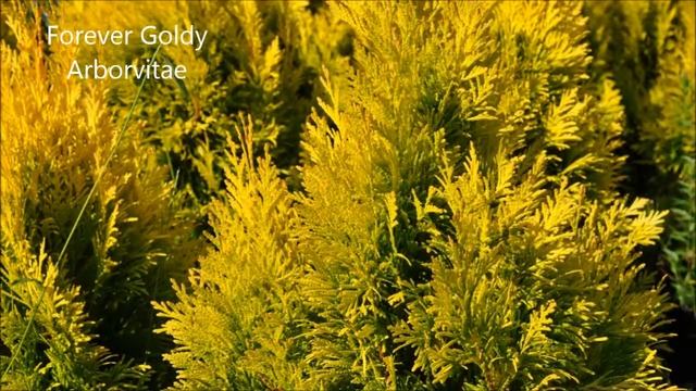 Forever Goldy Arborvitae Thuja plicata '4EVER' PP19267 215 651 8329 Doylestown Pa grower смотреть онлайн