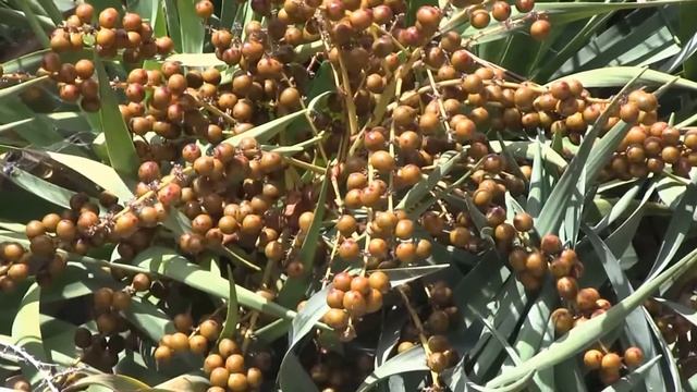 Дерево, в котором течет кровь дракона. Драконово дерево и его легенды! смотреть онлайн