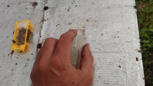 Как правильно подсадить пчелиную матку в отводок и основную семью✅?☝️ смотреть онлайн