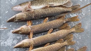 Рыбалка на озере Неро #13