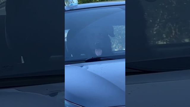 Наконец-то я смогла увидеть как он это делает🙈🤣🤣 смотреть онлайн