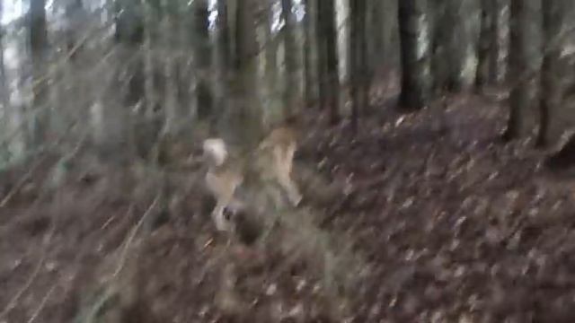 охота на енота с ягдтерьером часть1 смотреть онлайн