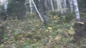 Охота на рябчика с пневматикой