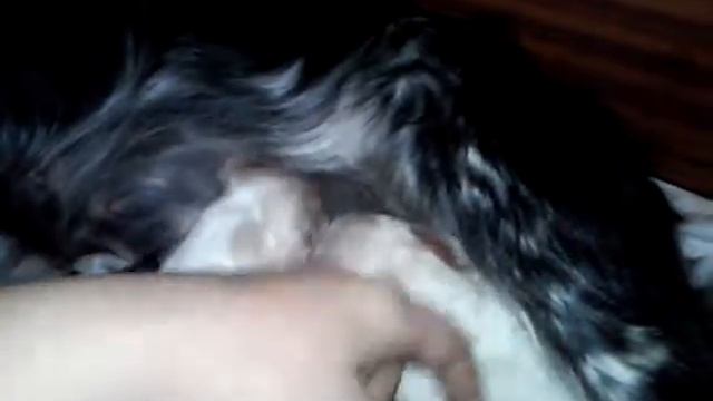 щенки спаниеля кушают🐶🐶🐕🍼