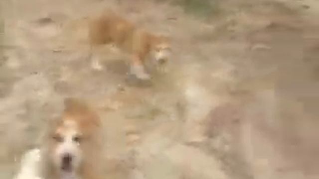 щенки среднеазиатскрй овчарки питомника БАГТИЯР - 3 месяца смотреть онлайн