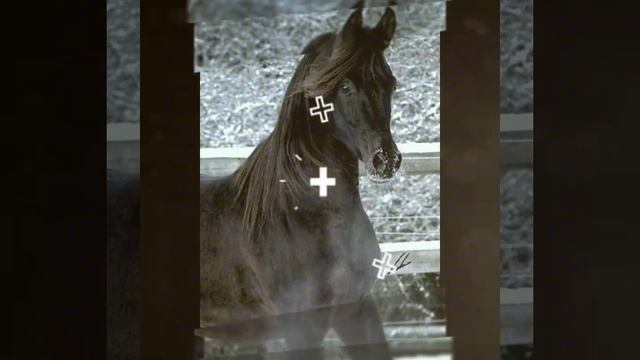 Teuerste U Schöne Pferde Der Welt.  Самые дорогие и красивые лошади мира.