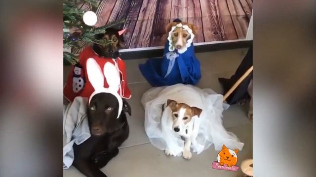 Как животные встречают Новый Год? смотреть онлайн