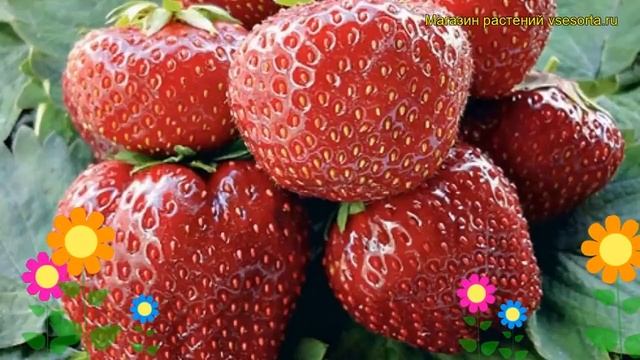 Земляника садовая Вима Тарда. Краткий обзор описание характеристик где купить саженцы