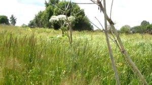 2.Как наши травы вытесняют борщевик.Эффект залущивания.