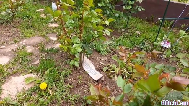 Розы в моем саду. Сегодня по плану подкормка по листу. смотреть онлайн