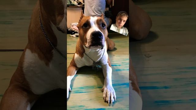 Фото #фото #собаки #подпишись смотреть онлайн