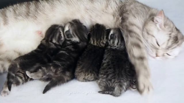 Британские котята мраморные и пятнистые http://gala-cat.ru смотреть онлайн